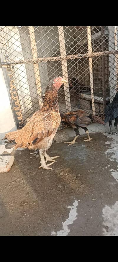 aseel thai pure pathay pathiya and pakistani breeders available