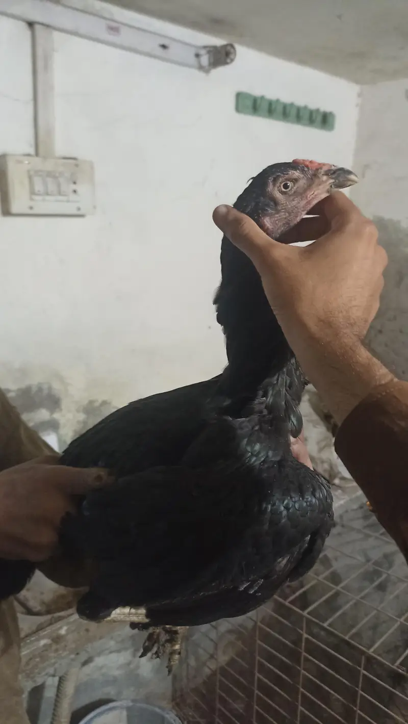aseel thai pure pathay pathiya and pakistani breeders available — photo 9