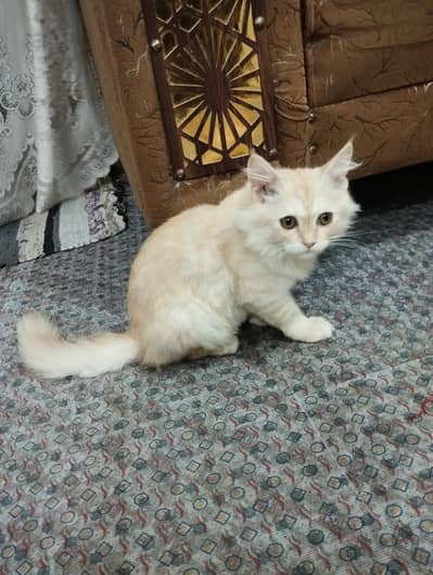 Kitten for sale