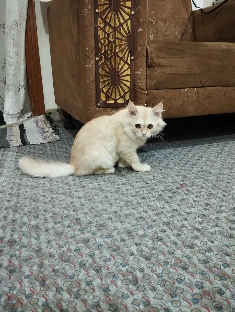 Kitten for sale — photo 2