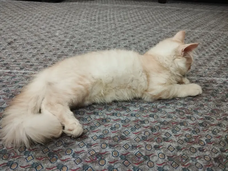 Kitten for sale — photo 3