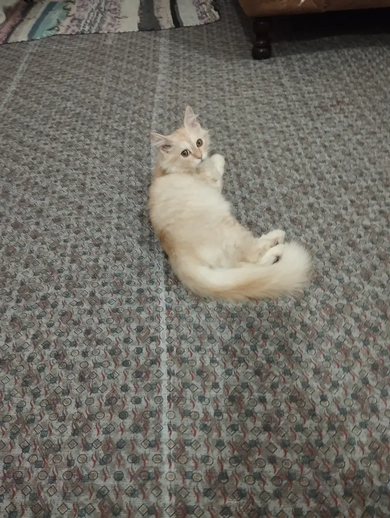 Kitten for sale — photo 4