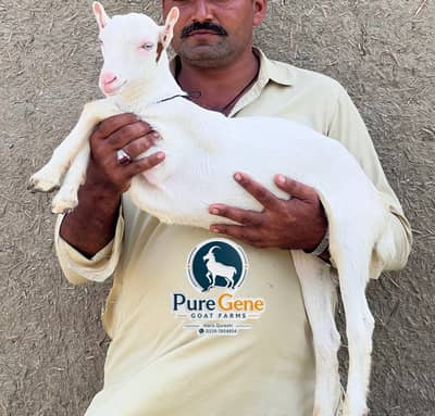 Top breeder quality tedda male Genuine munda white eyes