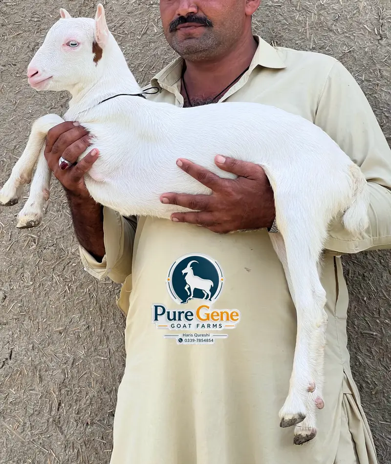 Top breeder quality tedda male Genuine munda white eyes — photo 2