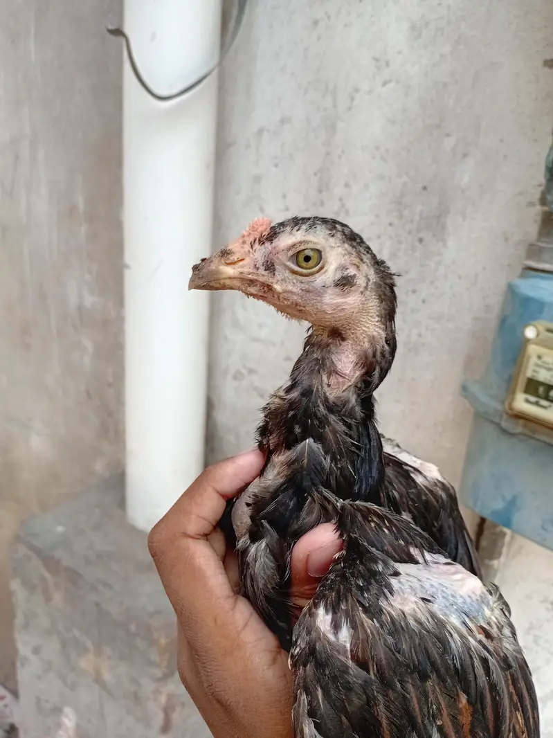 Miawali aseal — photo 3