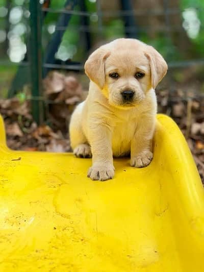 Labrador Healthy Puppy