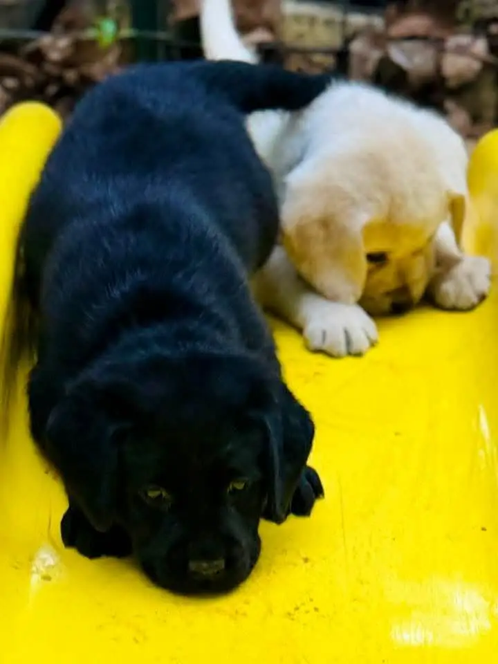 Labrador Healthy Puppy — photo 3