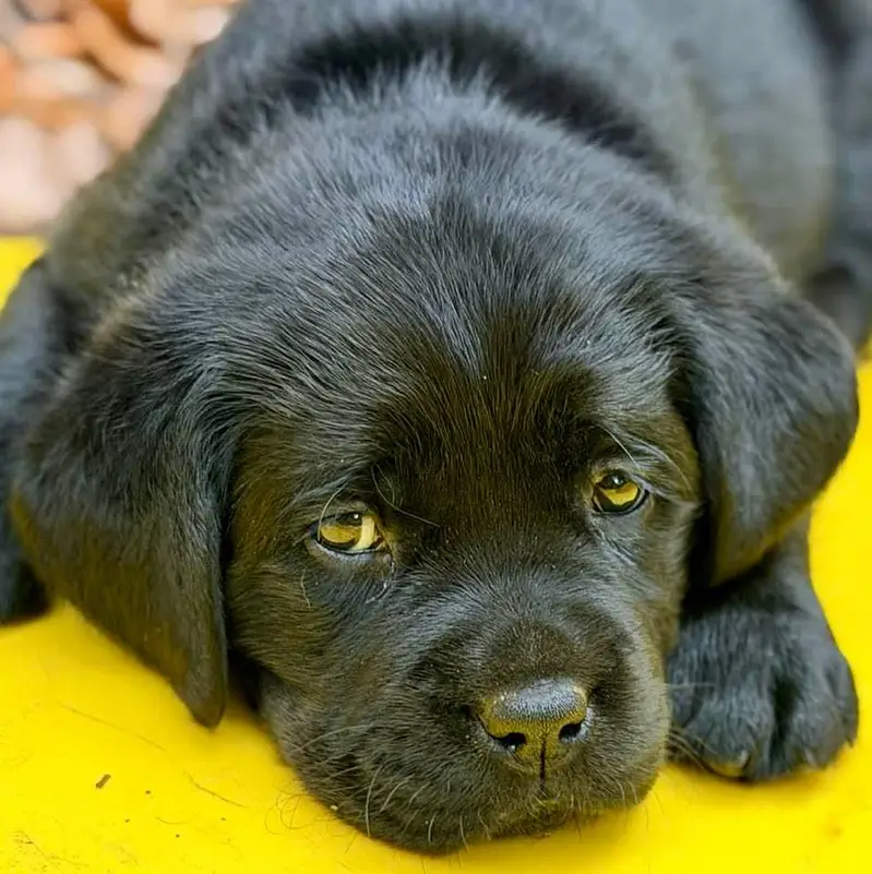 Labrador Healthy Puppy — photo 4