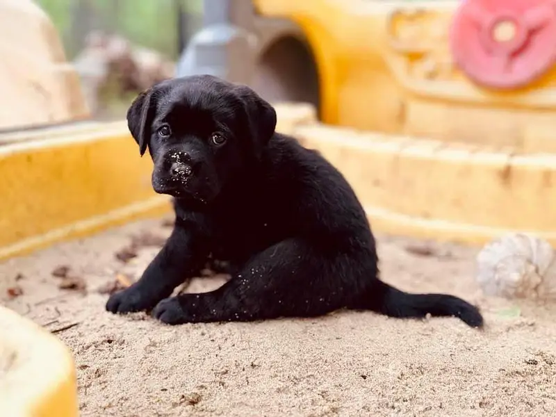 Labrador Healthy Puppy — photo 5
