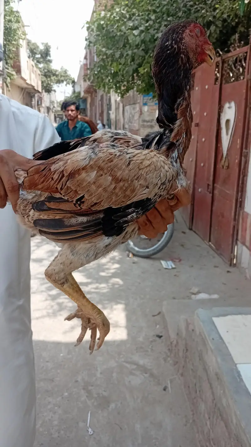 shamo madi haldi and active  avaliable — photo 4