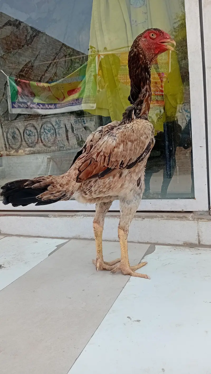shamo madi haldi and active  avaliable — photo 6