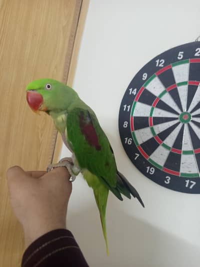 Raw parrot Hand tame