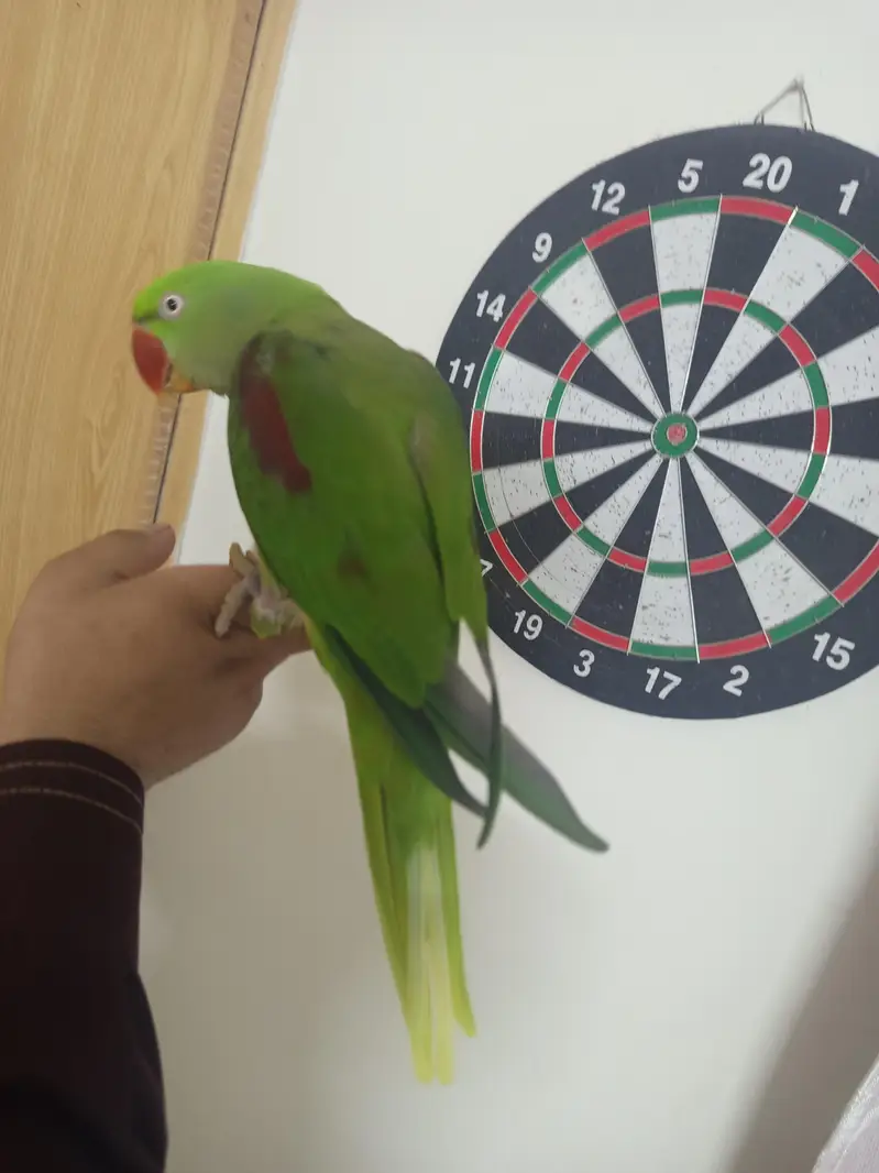 Raw parrot Hand tame — photo 2