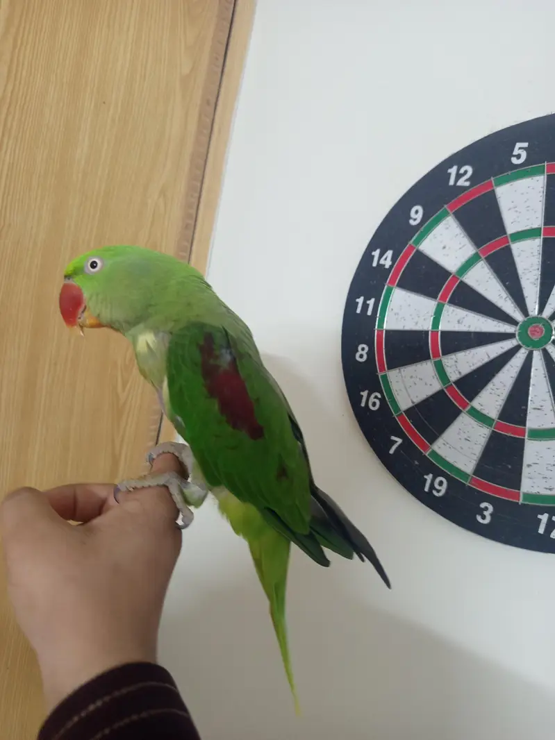 Raw parrot Hand tame — photo 3