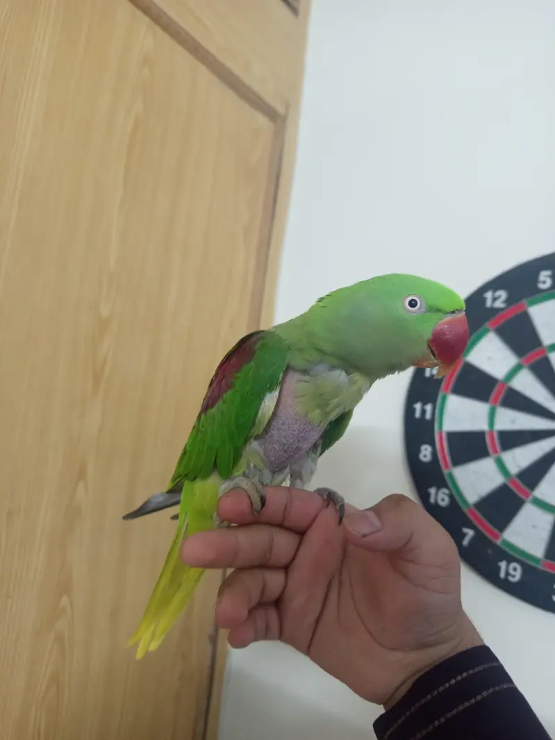 Raw parrot Hand tame — photo 4