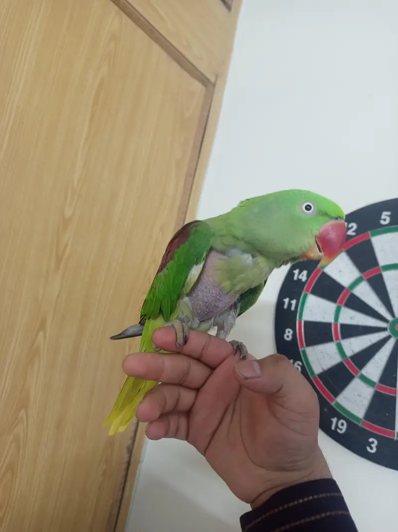 Raw parrot Hand tame — photo 5