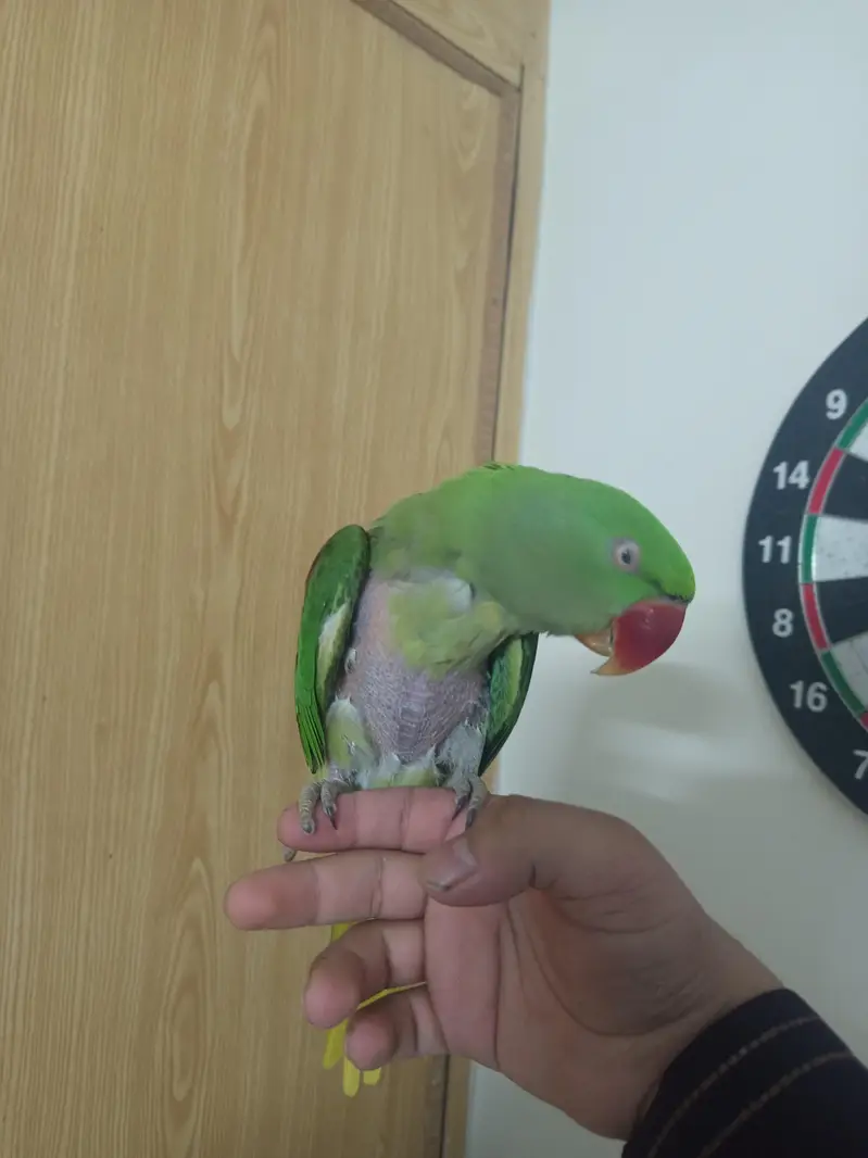 Raw parrot Hand tame — photo 6