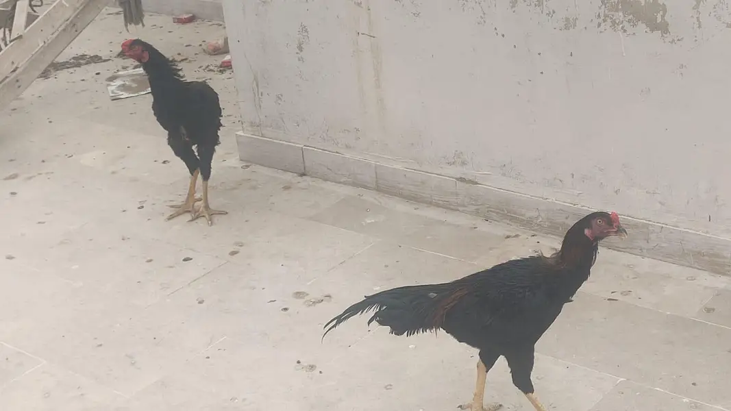 for sell 0 3 3 5 1 2 3 4 1 4 5 — photo 3