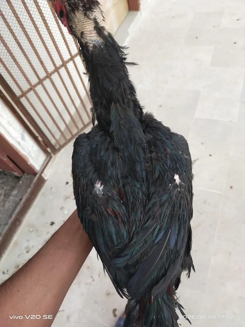 for sell 0 3 3 5 1 2 3 4 1 4 5 — photo 4
