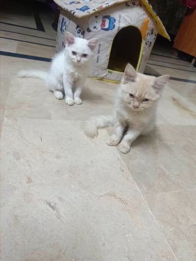 Beautiful Persian Male & Female Kittens – 2.5 Months Old