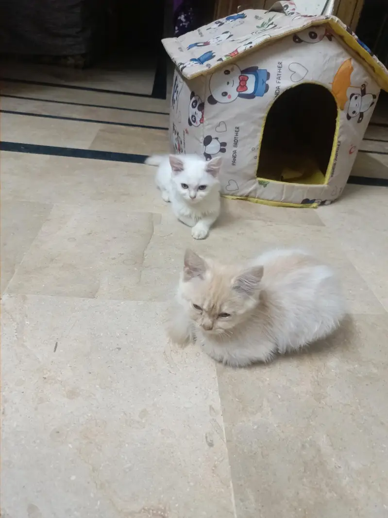 Beautiful Persian Male & Female Kittens – 2.5 Months Old — photo 2
