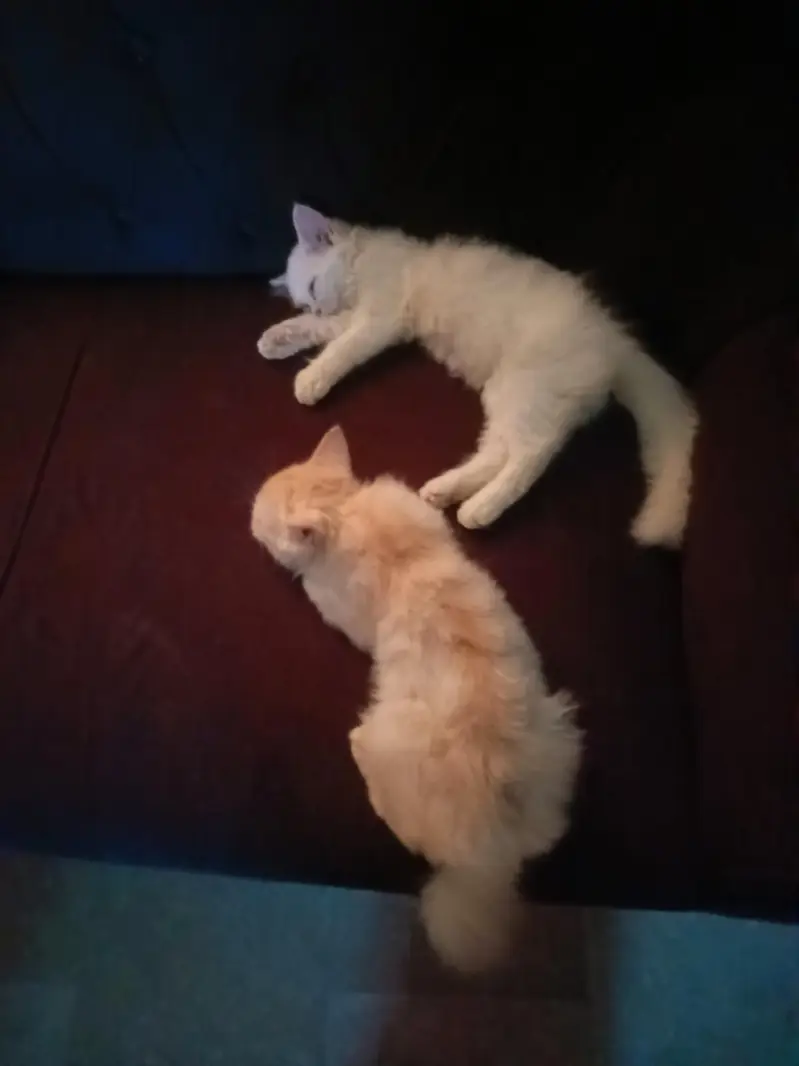 Beautiful Persian Male & Female Kittens – 2.5 Months Old — photo 3