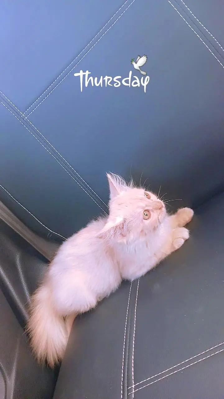 Beautiful Persian Male & Female Kittens – 2.5 Months Old — photo 4