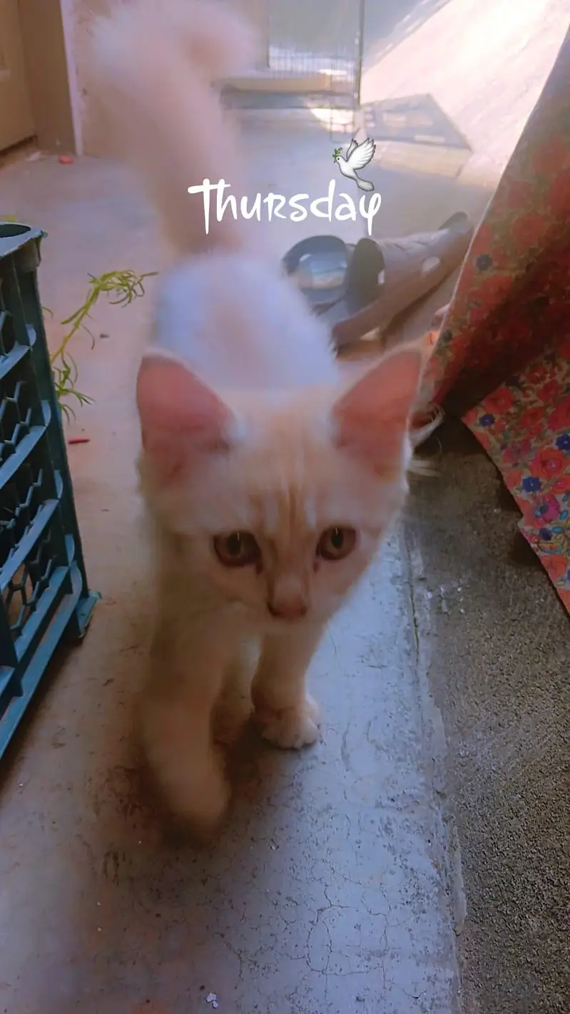 Beautiful Persian Male & Female Kittens – 2.5 Months Old — photo 8