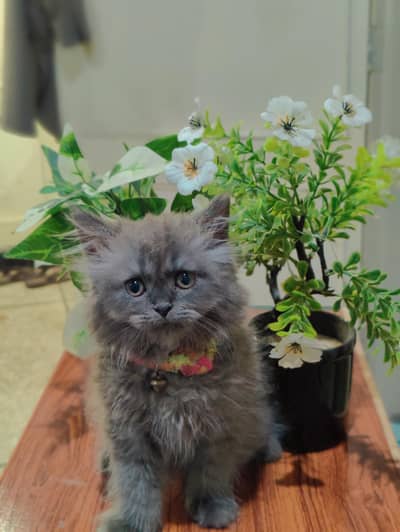 Persian cat