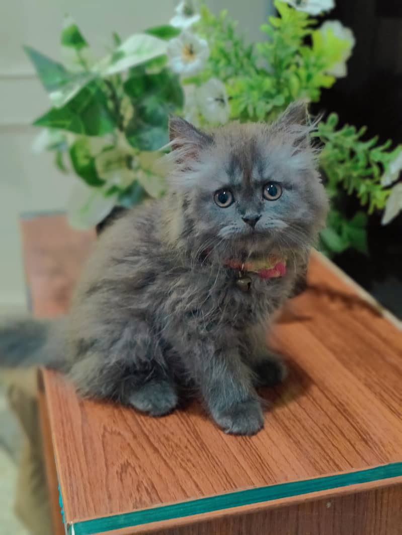 Persian cat 1