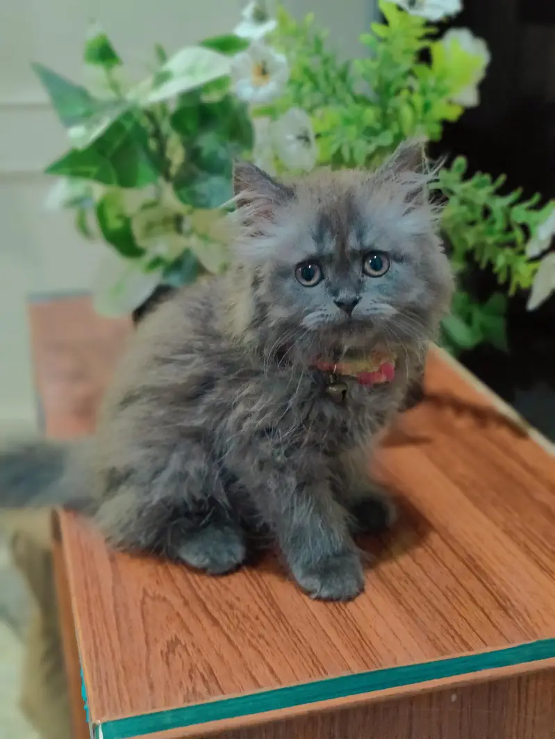 Persian cat — photo 2