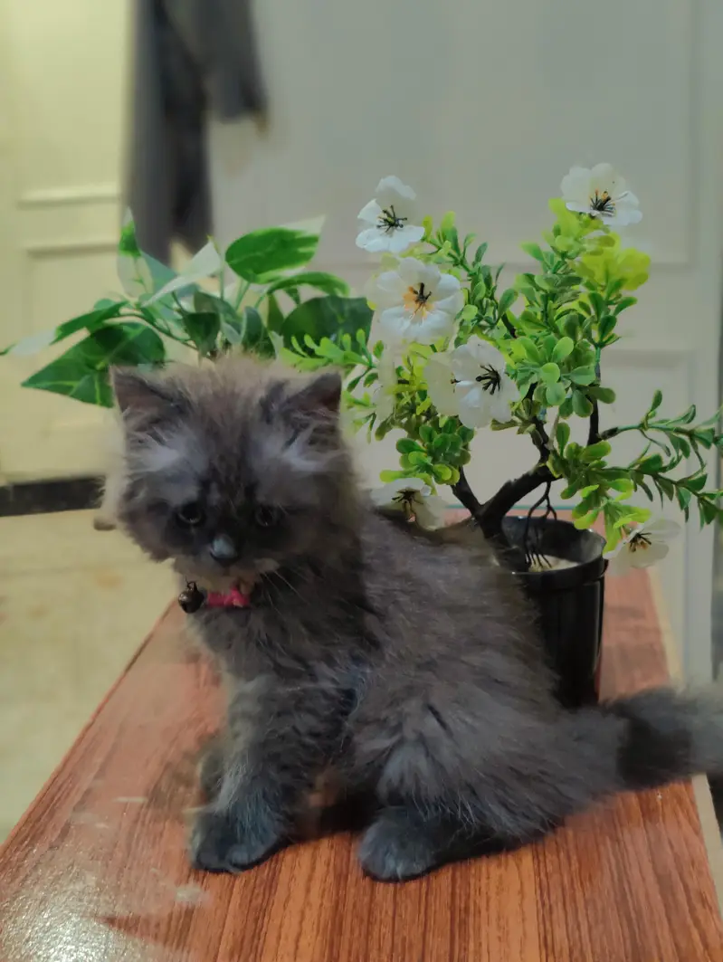 Persian cat — photo 3