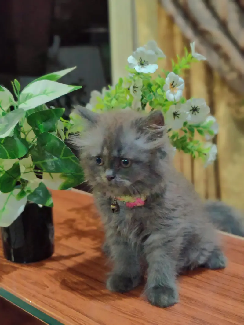 Persian cat — photo 5