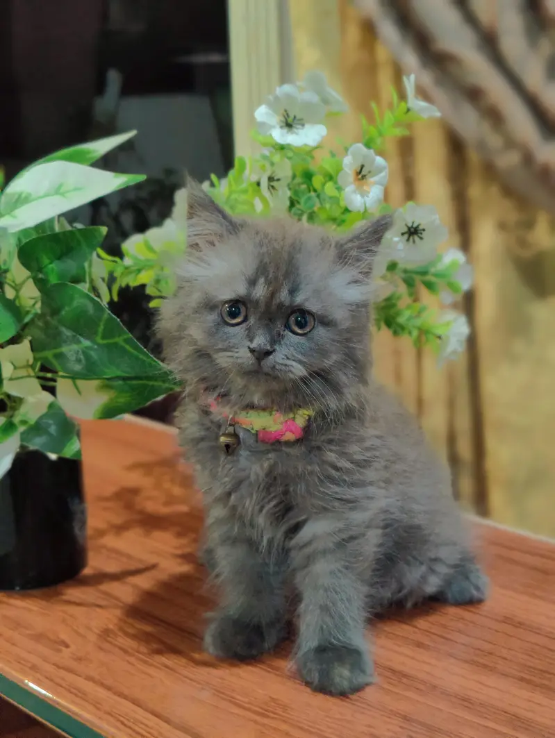 Persian cat — photo 6
