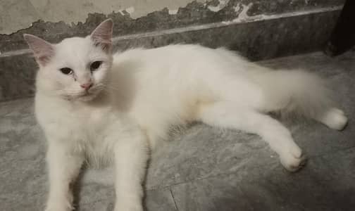 female Persian triple coated fur