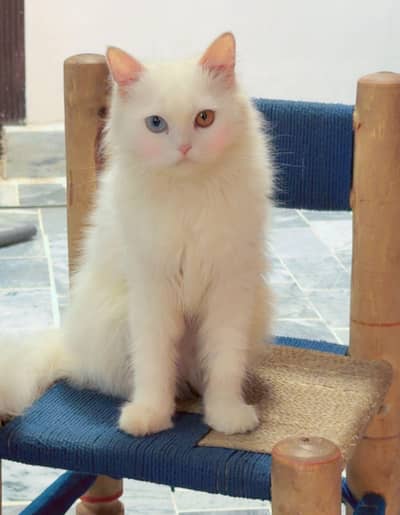female cat for sale Persian