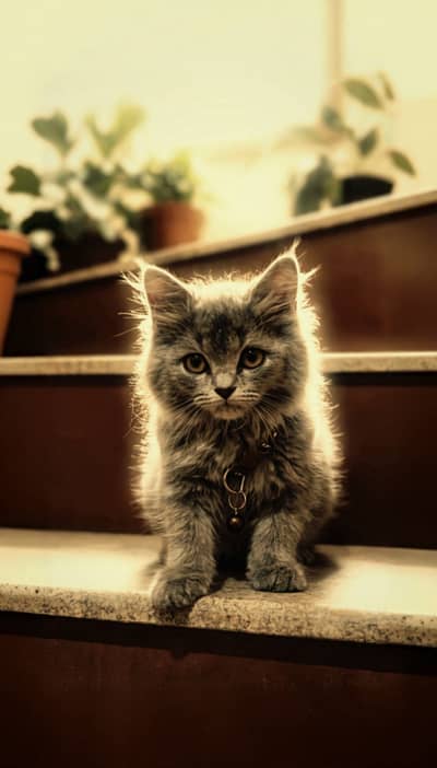 Cute Persian kitten