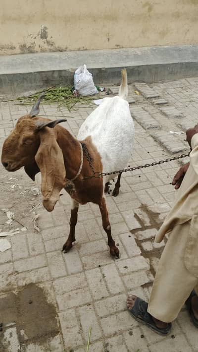 bakri pregnant for sale