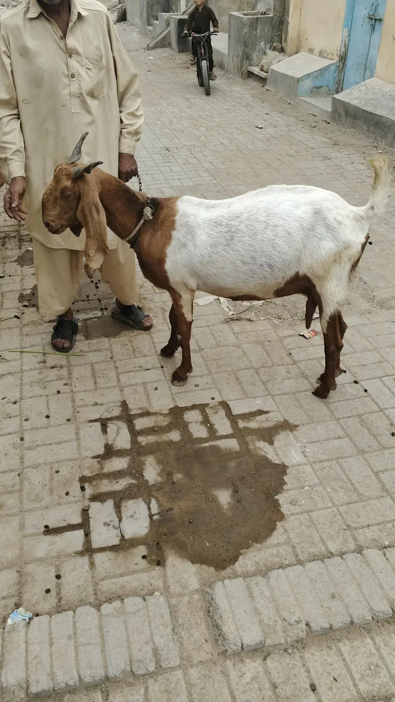 bakri pregnant for sale — photo 2