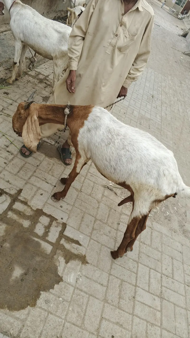bakri pregnant for sale — photo 3