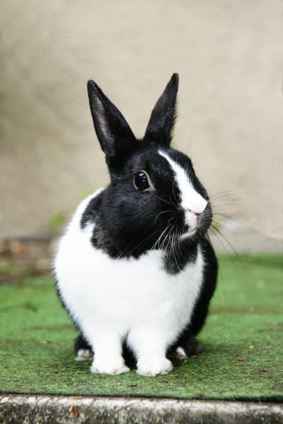 Rabbit