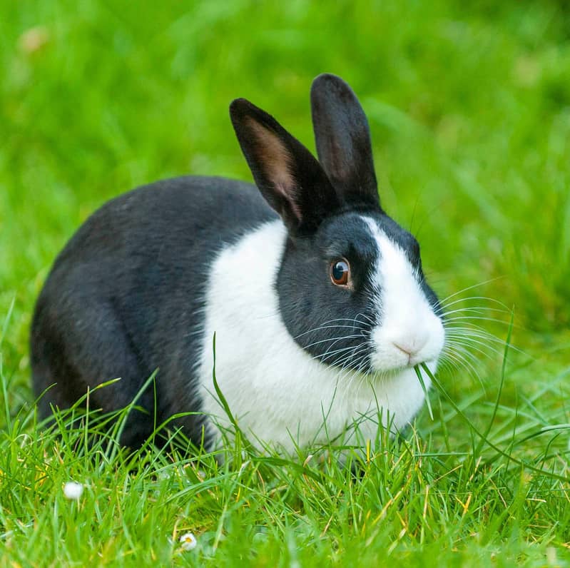 Rabbit 1