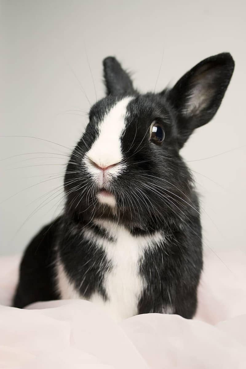 Rabbit 2