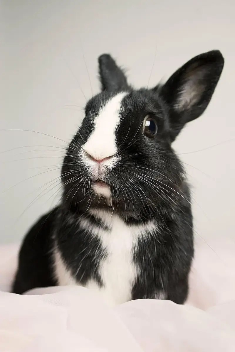 Rabbit — photo 3