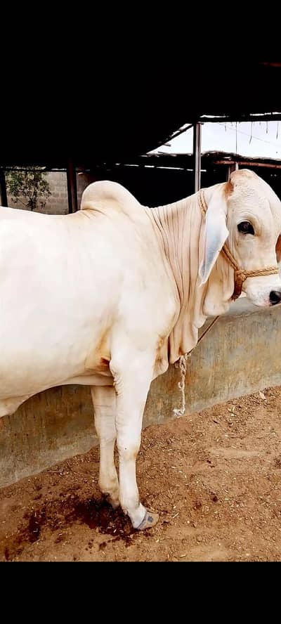 Kheera Bachra 4 mun meat weight available for sell 2027