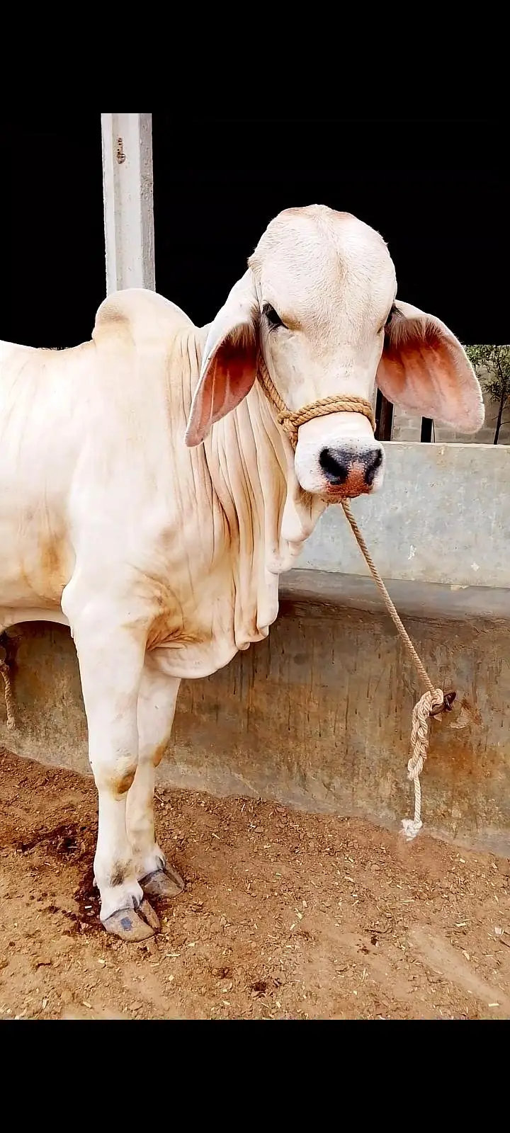 Kheera Bachra 4 mun meat weight available for sell 2027 — photo 2