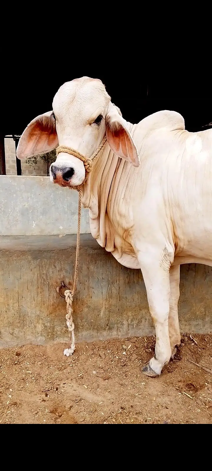 Kheera Bachra 4 mun meat weight available for sell 2027 — photo 3