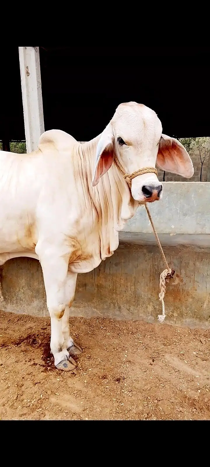 Kheera Bachra 4 mun meat weight available for sell 2027 — photo 4