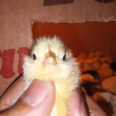 Mottled milli flower chicks