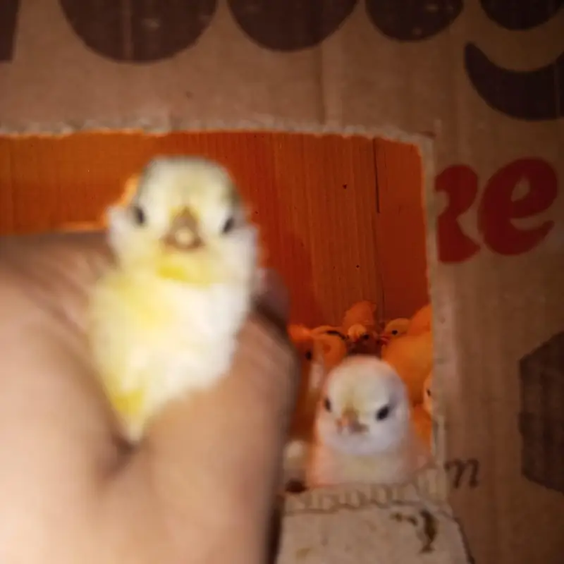 Mottled milli flower chicks — photo 2